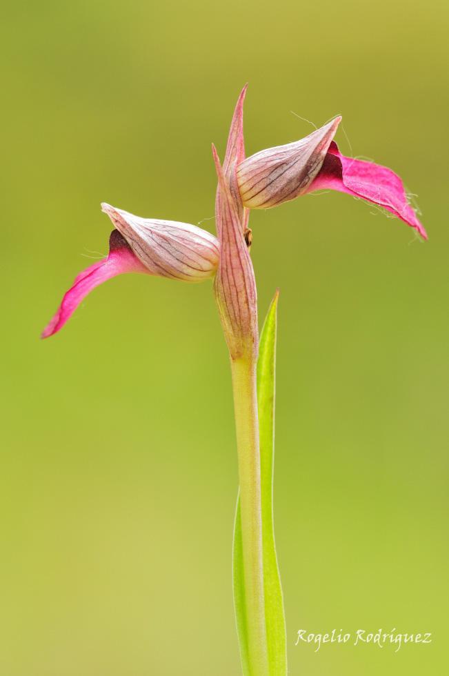Imagen 12 de la galería de Orquideas